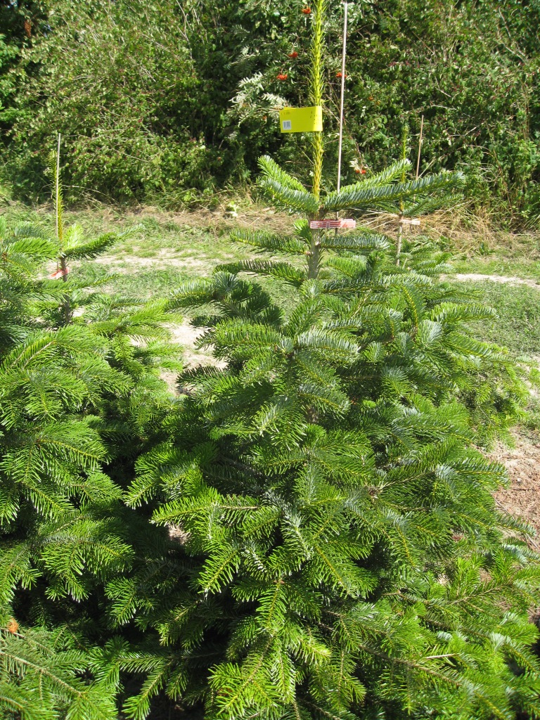 Пихта нордманская Стандарт срезанная